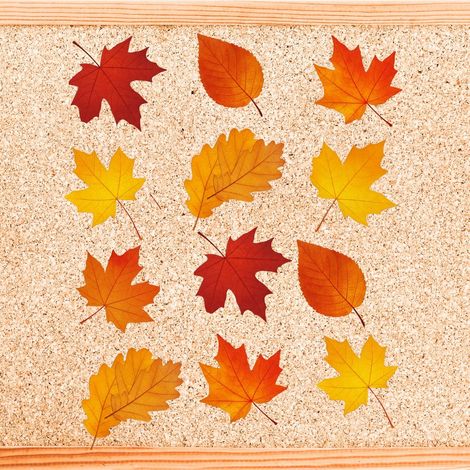 Dépliant A3 pour la décoration de fenêtre avec des feuilles d'automne (1/3)