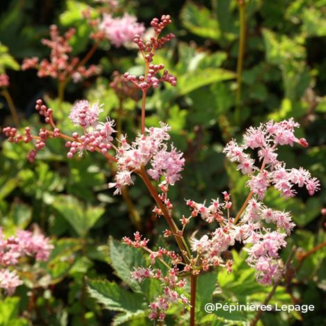 3 Filipendules 'Kahome' (Filipendula 'Kahome')