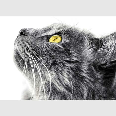 Poster intissé - Chat gris - 155x110 cm (1/3)
