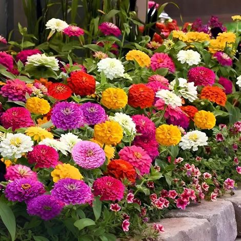 Graines de Fleurs Mélangées 1200 pcs – 4-Pack Dahlia & Zinnia, Floraison Éclatante, Semis Extérieur (1/5)