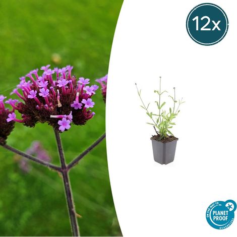 12x Verveine de Buenos Aires 'Lollipop' Plante Vivace Compacte Fleurs Violettes 10-25 cm Ø 9 cm - PANGIVO (1/5)