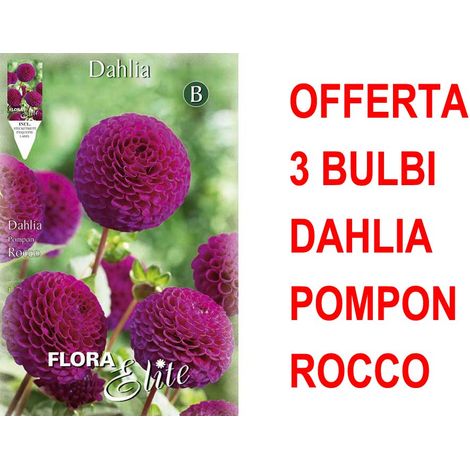 OFFERTA 3 BULBI DAHLIA POMPON ROCCO BULBS BULBES