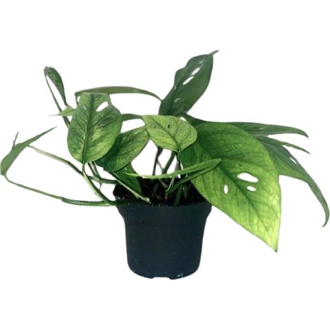 Epipremnum Cebu Blue - Pothos Doré Plante Verte d'Intérieur - Ø12 cm - Hauteur 20 cm - PANGIVO