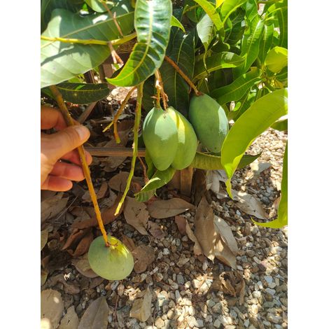 Pianta di Mango Coconut Cream – Varietà Tropicale dal Gusto Dolce e Cremoso (1/5)