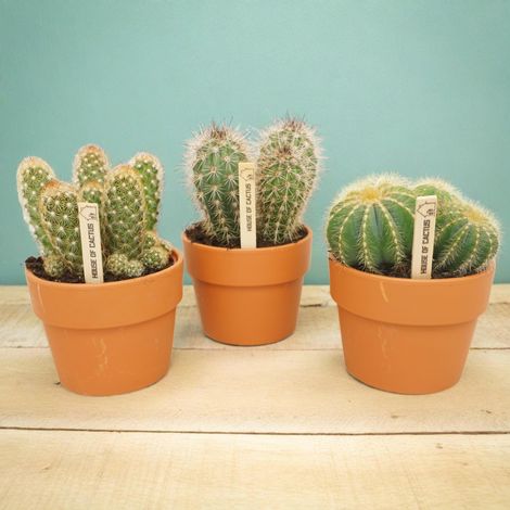 Lot de 3 Cactus Variés en Pots de Terre Cuite Méditerranéens Ø 10,5 cm pour Décoration Intérieure - PANGIVO (1/3)
