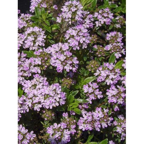 Thym luisant Godet de 8/9 cm (1/4)