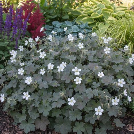 Géranium vivace Sanne/Lot de 5 godets
