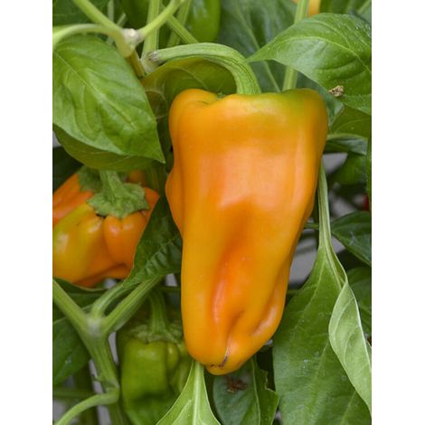 Poivron 'Petit Marseillais' le sachet de 15 graines environ