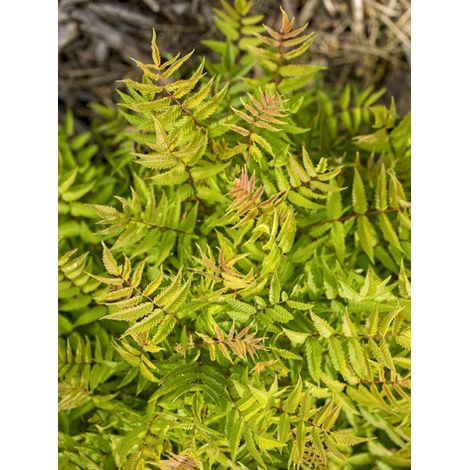 Sorbaria 'Matcha Ball ' Pot de 2L/3L (1/4)