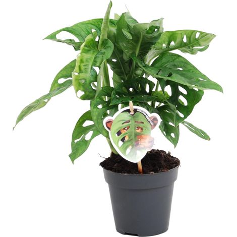Monstera obliqua 'Monkey Leaf' - Plante d'Intérieur Tropicale - Vert - ø 12 cm - H 25 cm - PANGIVO (1/4)