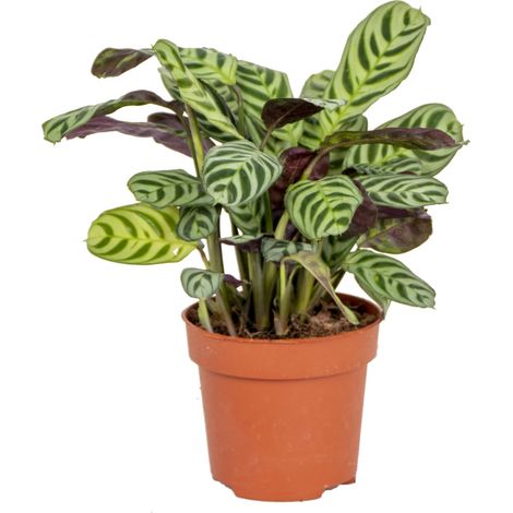 Bloomique - Ctenanthe Burle-Marxii - Plante de prière - Plante d’intérieur - Sans danger pour les animaux - Dépolluante - 20-30 cm de haut - Pot 12 cm