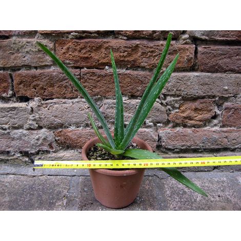Aloe vera 30 cm, cactus, pianta grassa