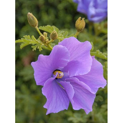 Faux hibiscus d'Australie Pot de 3L/4L