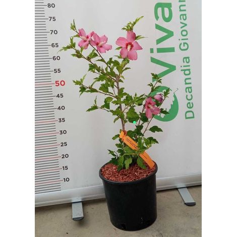 PIANTA DI HIBISCUS SYRIACUS IN VASO 20 CM VARIETA' MIX (FOTO REALE)-WOODBRIDGE - FUCSIA SEMPLICE CON GOLA ROSSA