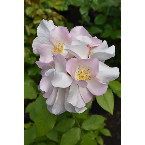 BARNI Rosa Sally Holmes: grandi fiori chiari e fioritura abbondante e luminosa (1/5)