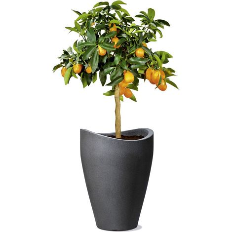 Pot de Fleurs Plastique Noir 30 x 30 x 40 cm (1/5)