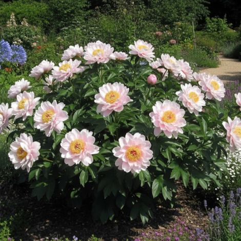 Pivoine herbacée Chalice/Pot de 2L - 10/20 cm
