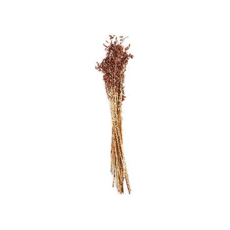 ANDREA HOUSE AX71139 Ramo Flor Seca Nat.Avena Teja 100Gr - ref: AX71139