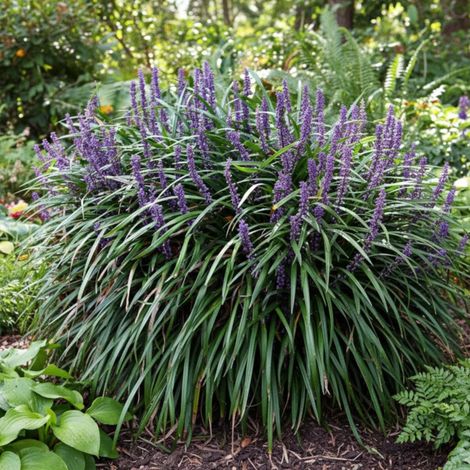 Liriope muscari Ingwersen/Lot de 5 godets (1/5)