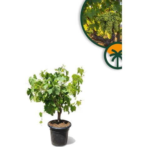 Vitis Vinifera Moscatel de Alejandria, 50 cm, taille du pot C-10 (1/5)