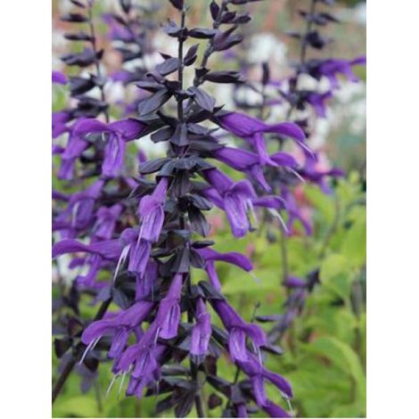 Sauge 'Amistad' Godet de 8/9 cm (1/5)