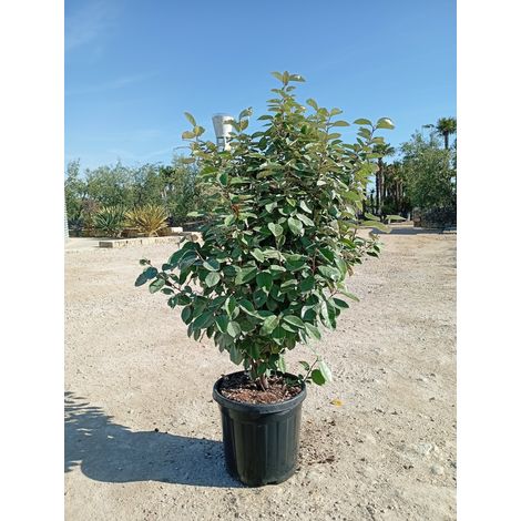 ELEAGNUS EBBINGEI COMPACTA TOUFFE 40 Lt.25