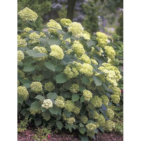 Hortensia de Virginie 'Lime Rickey ' Pot de 2L/3L (1/5)