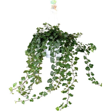 Lierre Hedera Helix Wonder Plante Grimpante d'Intérieur Dépolluante Pot Ø 17 cm Hauteur 70 cm - PANGIVO (1/4)