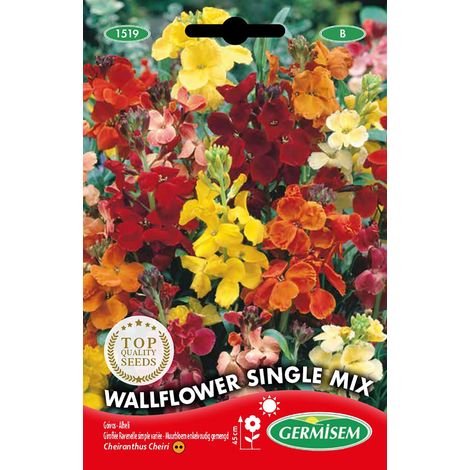 Graines Giroflée Ravenelle simple variée WALLFLOWER SINGLE MIX