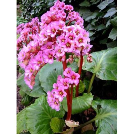 Bergénia purpurascens Godet de 8/9 cm (1/4)