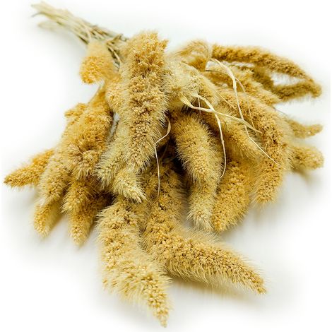 Setaria (Setarea) Sbiancato - bouquet