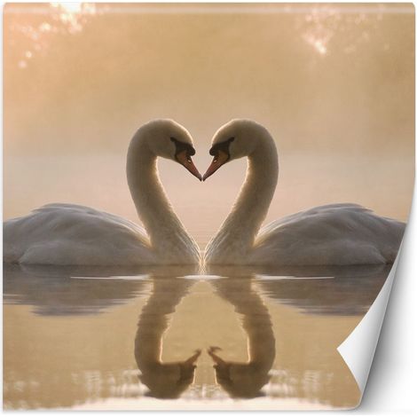 Papier peint Cygnes nageant dans un lac 100x100 (1/5)