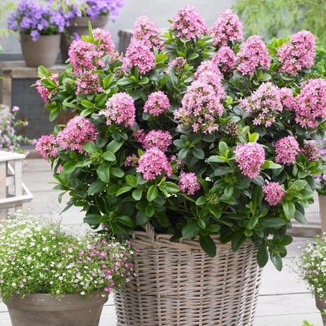 Escallonia Pink Elle® 'Lades'/Pot de 2L - 40/60 cm