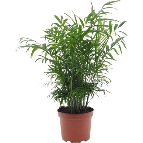 Chamaedorea Elegans palmier d’intérieur dépolluant, feuillage vert, pot 17 cm, hauteur 50 cm - PANGIVO (1/4)