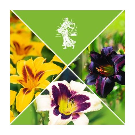OFFRE HEMEROCALLES PLANTE VIVACE - 6 GODETS