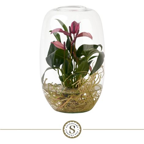 Anthurium Atlantis Plante d'Intérieur avec Racines dans l'Eau et Vase en Verre H35 cm - PANGIVO