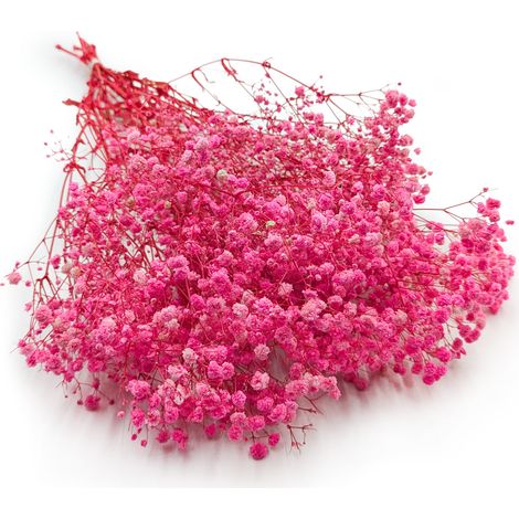 Gypsophila stabilizzata - (Gypsophila) - Royal Bouquet - Rosa scuro