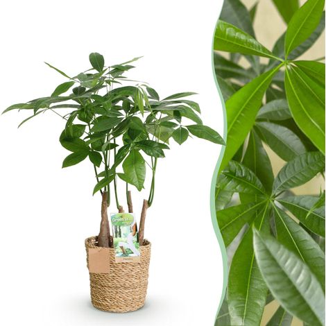 Pachira Aquatica - Arbre à Monnaie Multi-Tronc avec Panier - Plante d'Intérieur Vert 50-55 cm - PANGIVO (1/5)