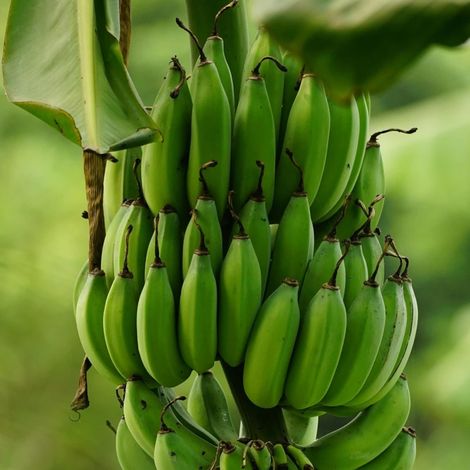 Banane plantain/Pot de 15L