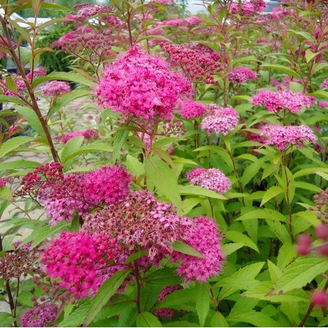 SPIRAEA JAPONICA ANTHONY WATERER VASO 15CM FUCSIA