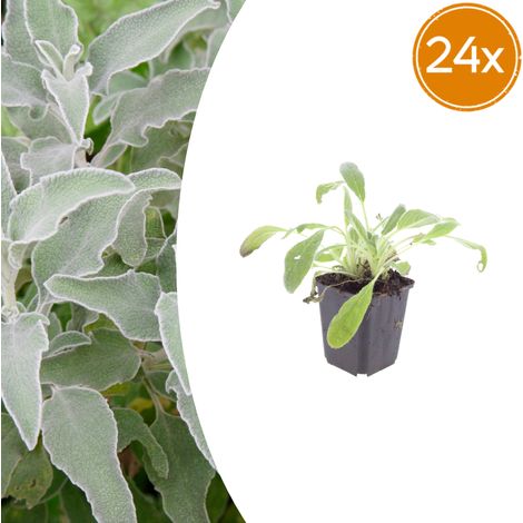 Lot de 24 Stachys byzantina Oreille d'Ours Plante Vivace Couvre-sol Gris Argenté Pot Ø9cm 10-25cm - PANGIVO (1/5)