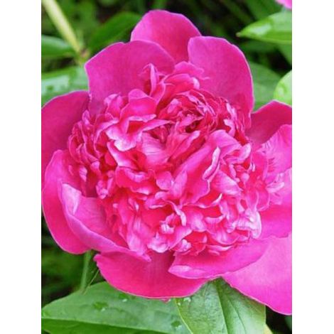 Pivoine de Chine 'Victoire De La Marne' Pot de 3L/4L