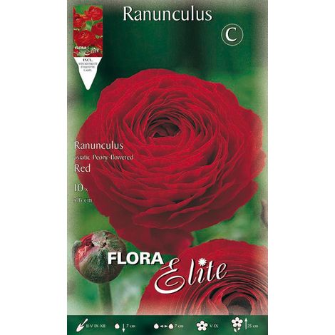 RANUNCOLO ASIATIC ROSSO (CONFEZIONE DA 10 BULBI)