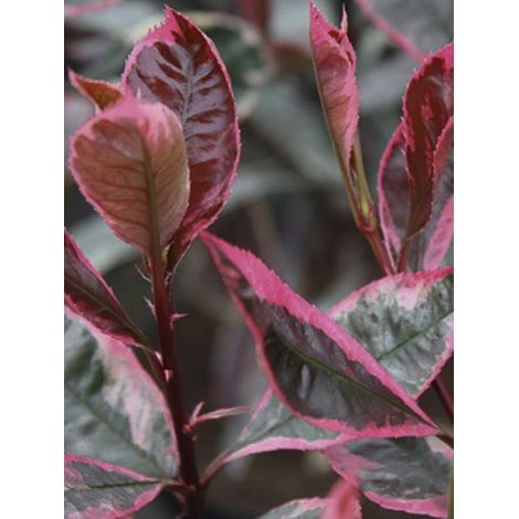 Photinia 'Louise' Pot de 2L/3L (1/2)