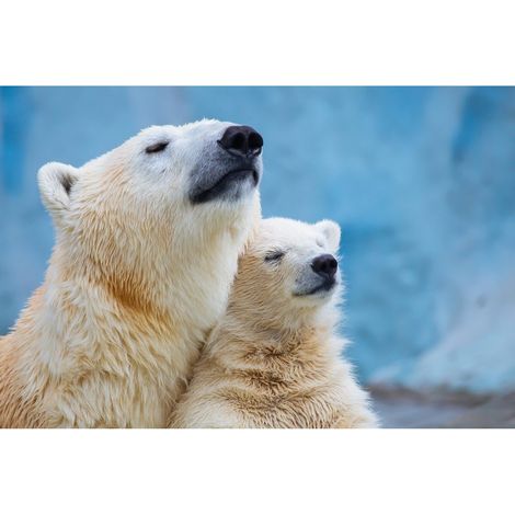 Tableau sur toile famille d'ours 30x45 cm - Impression sur Toile Murale Décorative - Image imprimée en HD sur Toile - Toile sur Châssis en Bois FSC - Fabriqué en France (1/5)