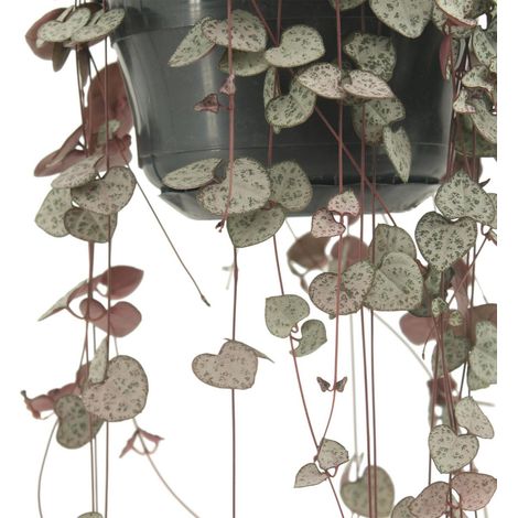 Ceropegia Woodii Plante Retombante Succulente Feuilles en Cœur Pot 14 cm Hauteur 50 cm - PANGIVO