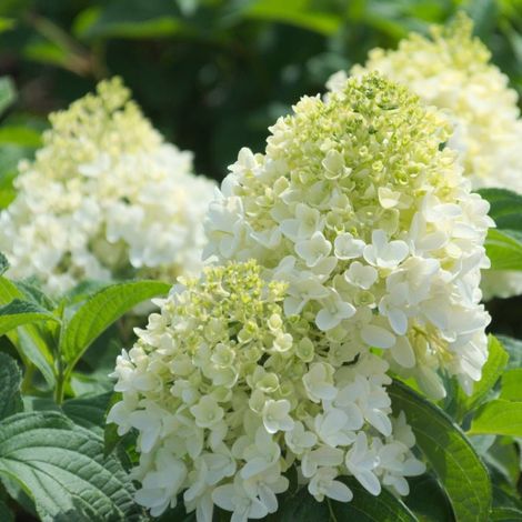 Hortensia paniculata Silver Dollar, Hydrangea paniculata/Pot de 15L - 120/150 cm