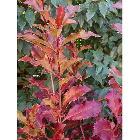 Photinia 'Magical Volcano' Pot de 2L/3L (1/4)