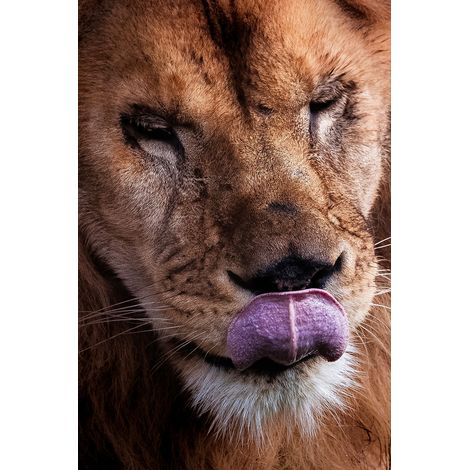 Tableau animaux delice de lion Toile imprimée (1/5)