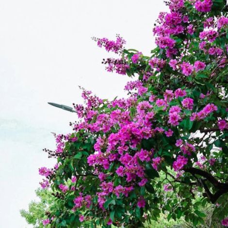 Lilas des Indes Souvenir d'Hubert Puard, Lagerstroemia/Pot de 3L - Touffe